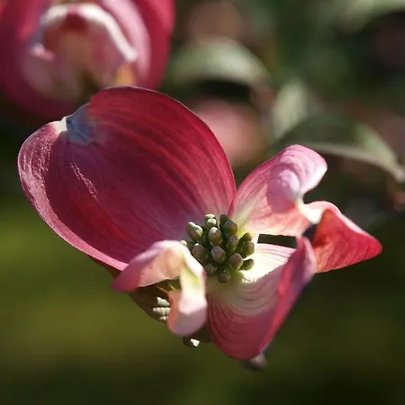 Park Belvedere 酒店 坎诺比奥