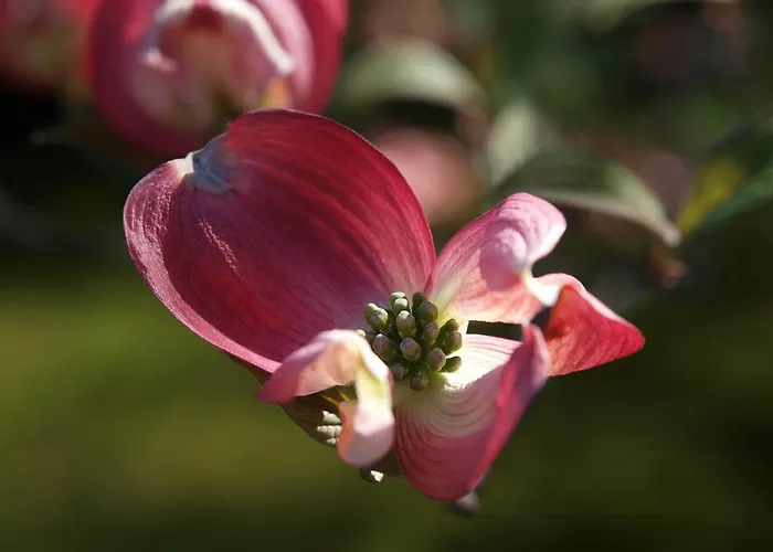 Park Belvedere Отель Каннобио