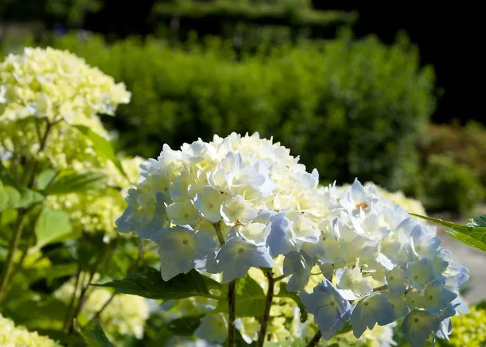 Отель Park Belvedere Каннобио